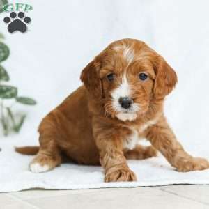 Mabel F1b, Cavapoo Puppy